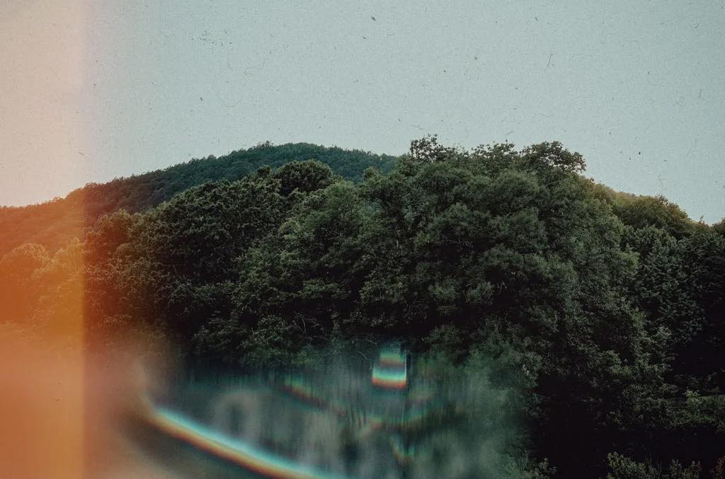 dettagli natura boschiva di trecchina in basilicata durante il matrimonio realizzato da giuseppe bruno fotografo
